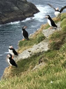 Eine Gruppe Puffins auf den Klippen